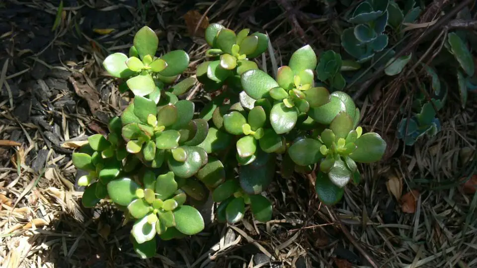 A jade plant on the article How To Fix a Leggy Jade Plant