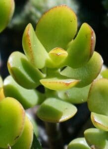 A jade plant