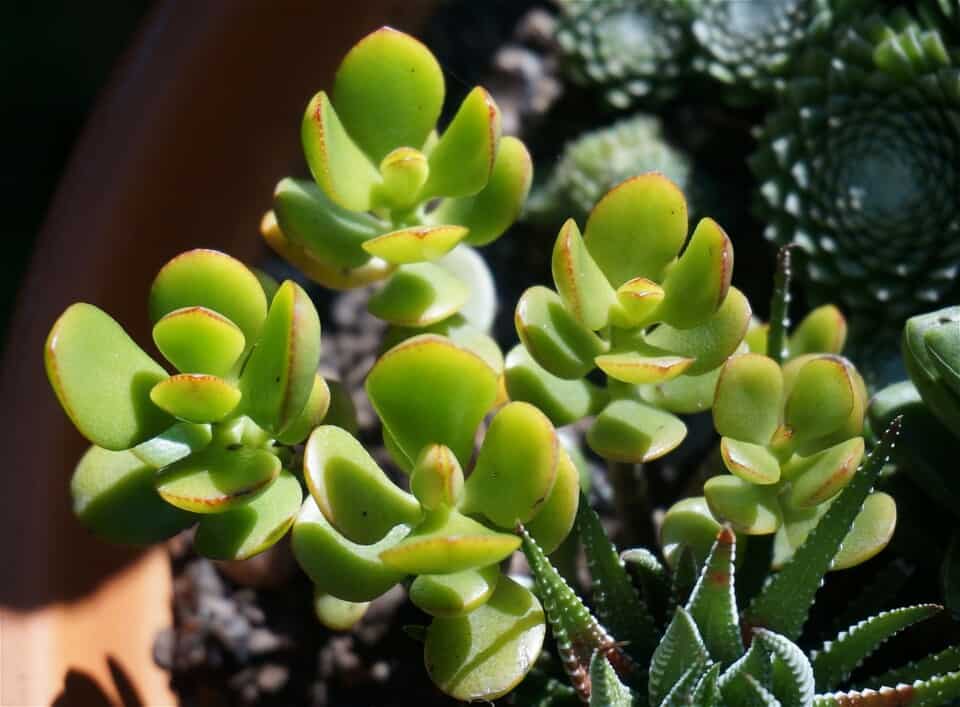 A jade plant on the article Jade Plant Light Requirement