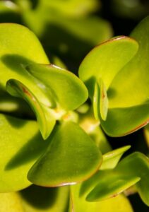 A jade plant