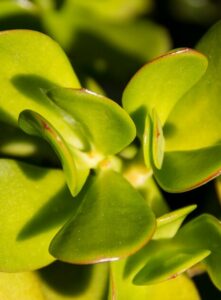 A jade plant