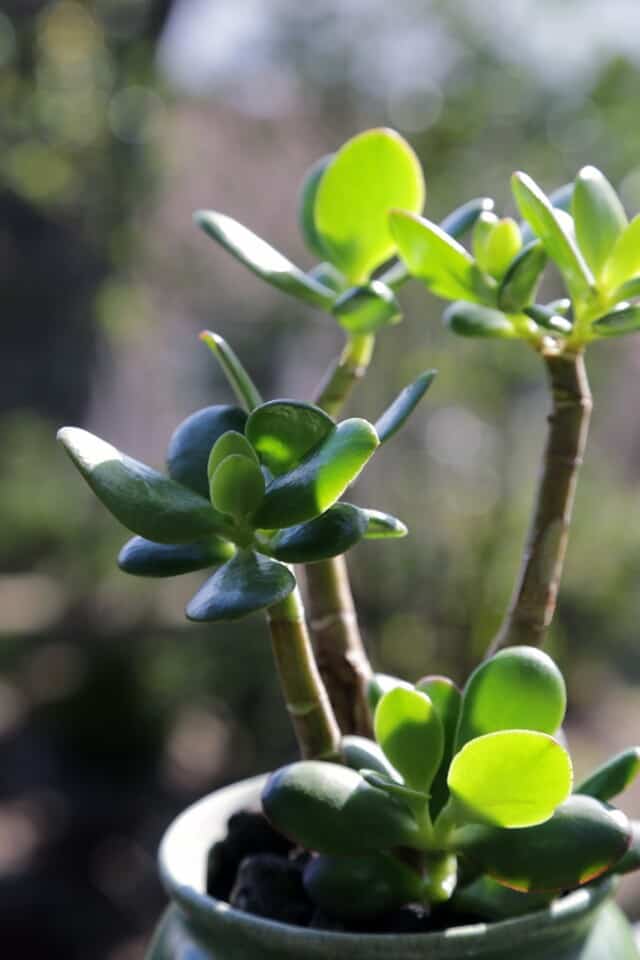 Jade Plant Light Requirement A Complete Light Guide