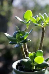 A jade plant