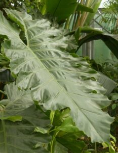 A philodendron