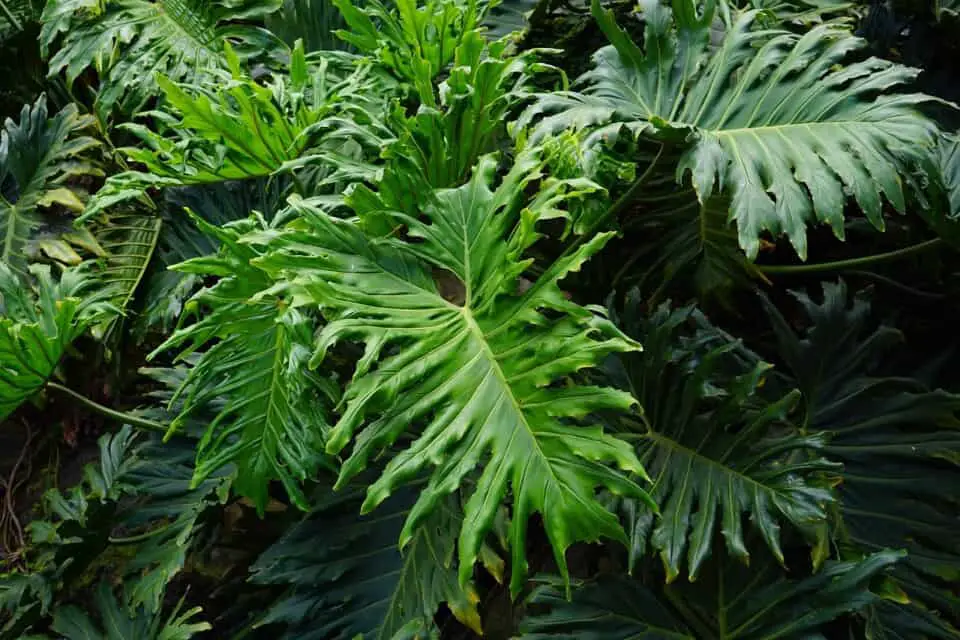 A philodendron on the article What are the Benefits of Having a Philodendron