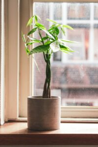 A money plant on the article Money tree light requirements