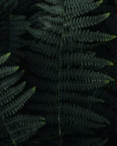 A Boston fern