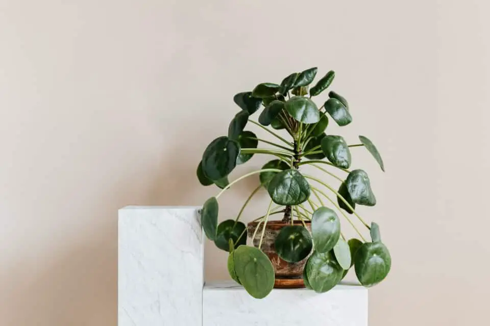 A pilea on the article How Big Can a Pilea Get