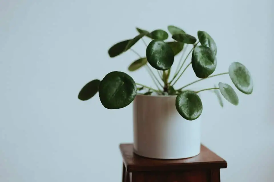 A pilea on the article What are the Common Problems With a Pilea