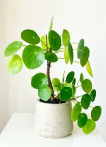 A pilea 