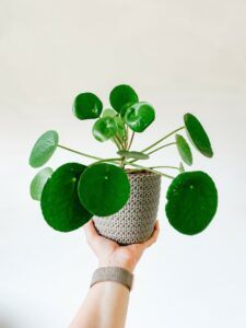 A pilea