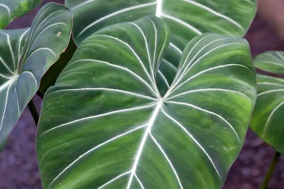 A philodendron on the article Can a Philodendron be put Outside