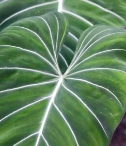 A philodendron