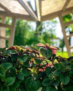A pilea