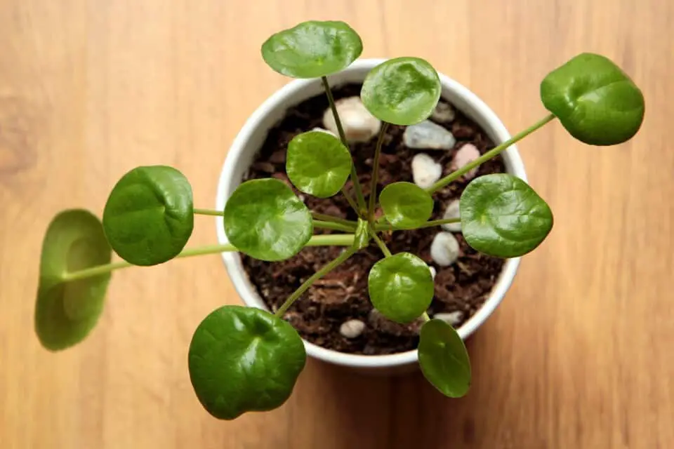 A pilea on the article What is the Ideal Humidity for a Pilea