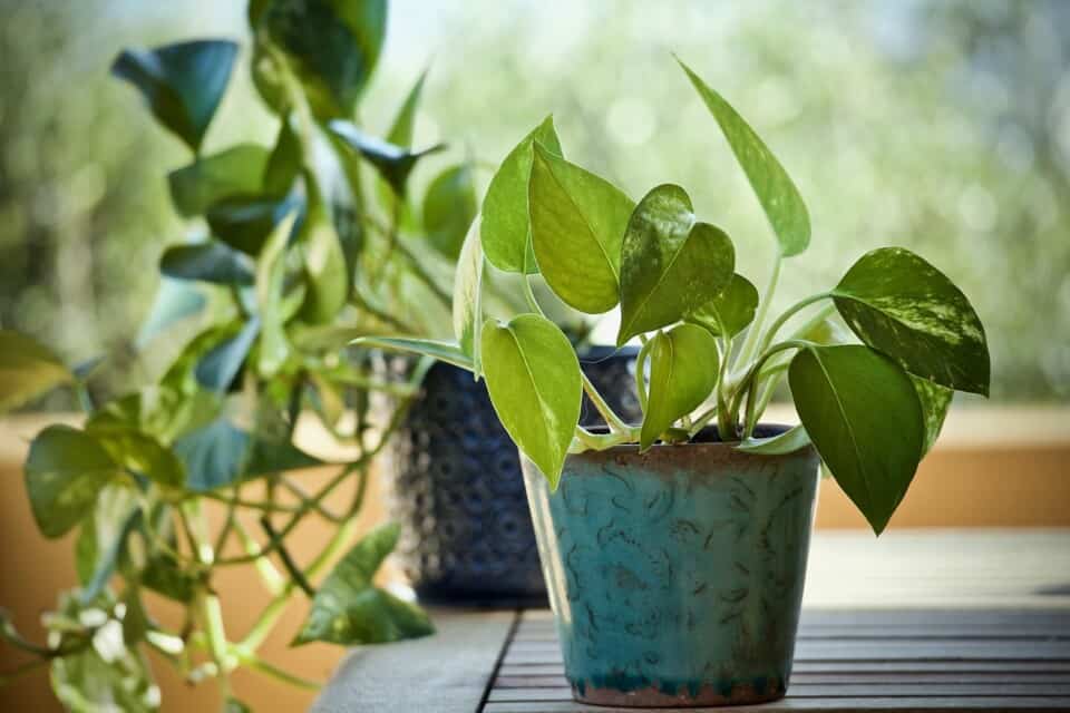 A pothos in a pot on the article Why do Pothos Leaves Drip Water