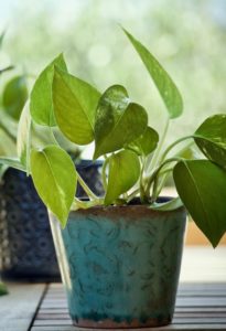 A pothos in a pot