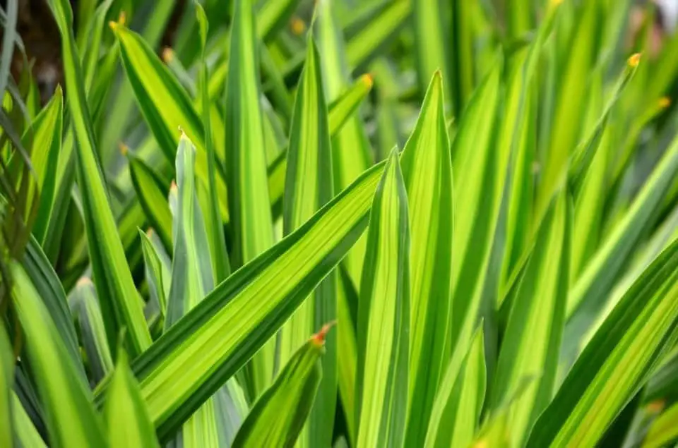 A snake plant on the article How to Save your Snake Plant from Root Rot