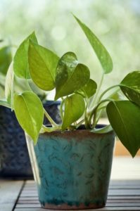 A pothos on a pot on the article Why are my Pothos Leaves Turning Brown