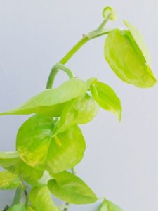 A golden pothos