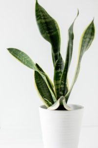 A snake plant