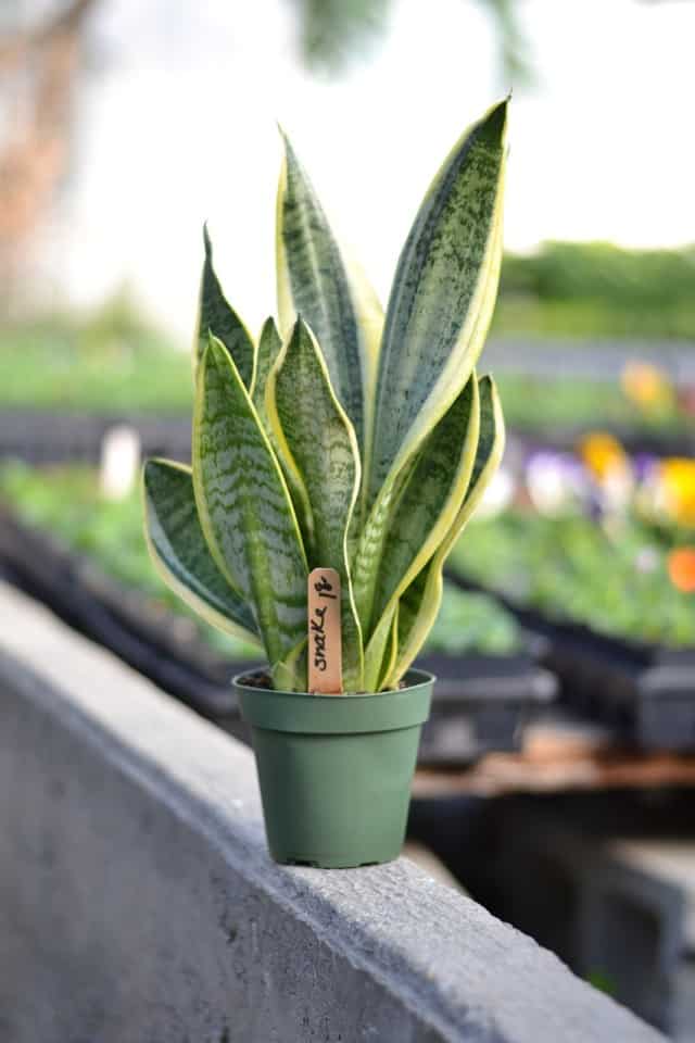 4 Tips to Care for a Snake Plant in the Winter & More