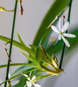 A spider plant