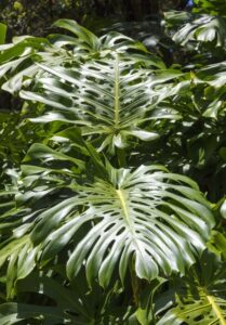 A large green leaf 