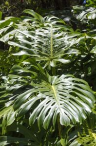 A philodendron leaf