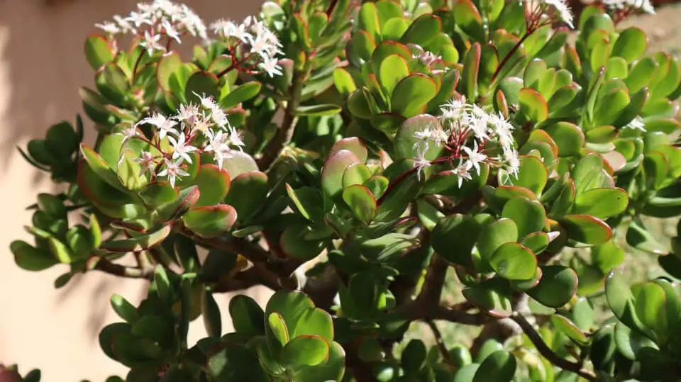 A jade plant on the article Why is my Jade Plant Turning Brown