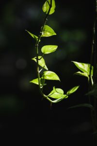 A hanging pothos