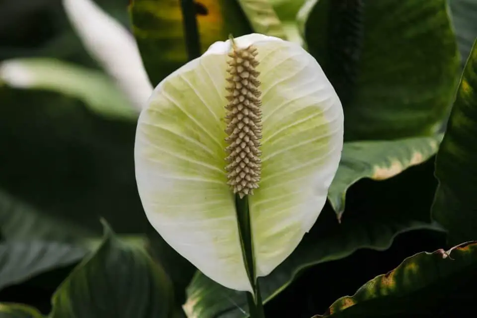 A peace lily on the article Why is Your Peace Lily Turning Yellow