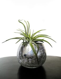 An air plant