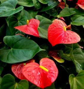 An anthurium 