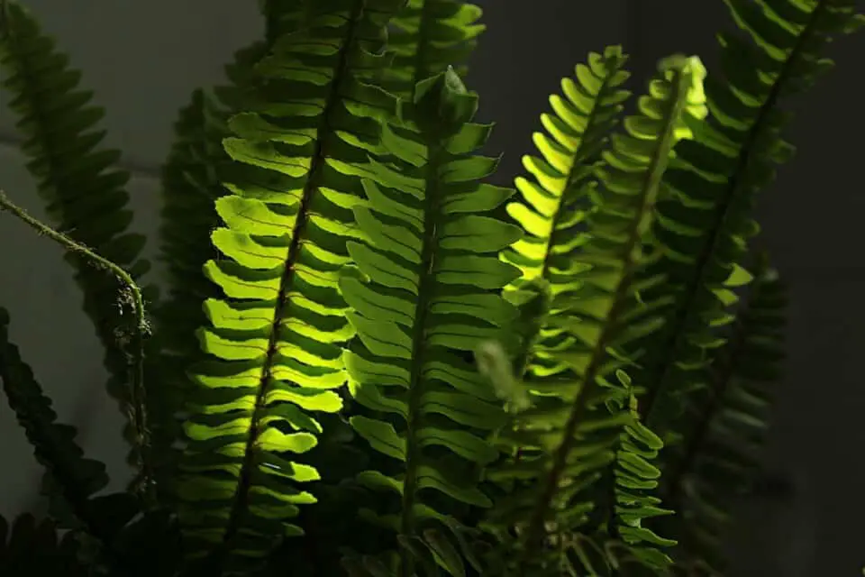 A Boston fern on the article Boston Fern Light Requirements