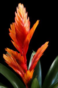 A bromeliad