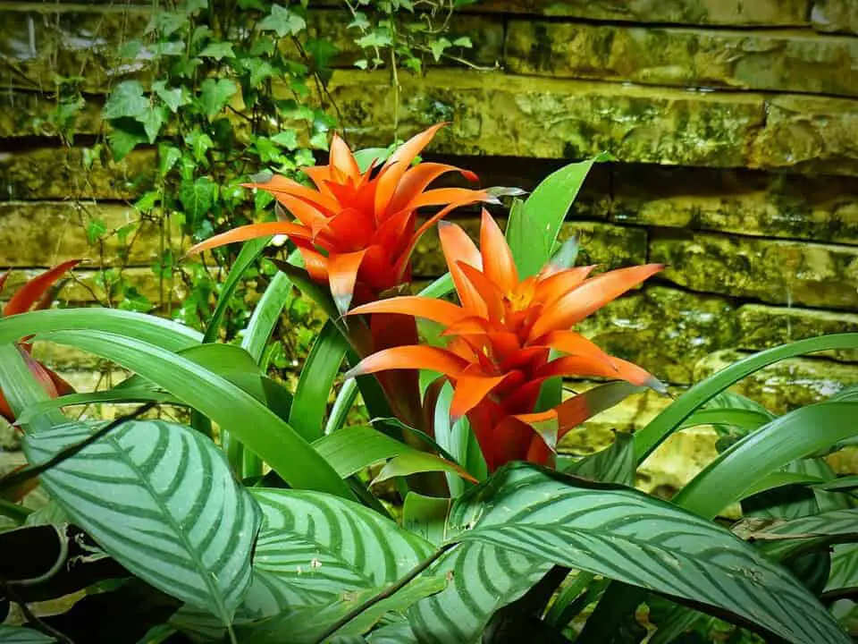 A bromeliad on the article Bromeliad Light Requirements