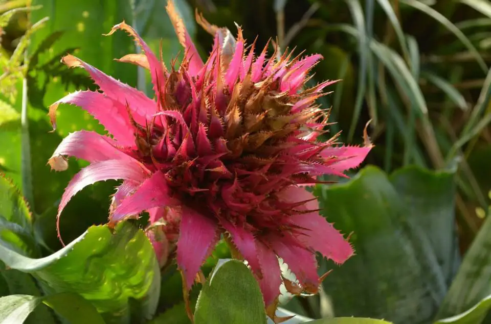 A bromeliad on the article Why is my Bromeliad Plant Turning Brown