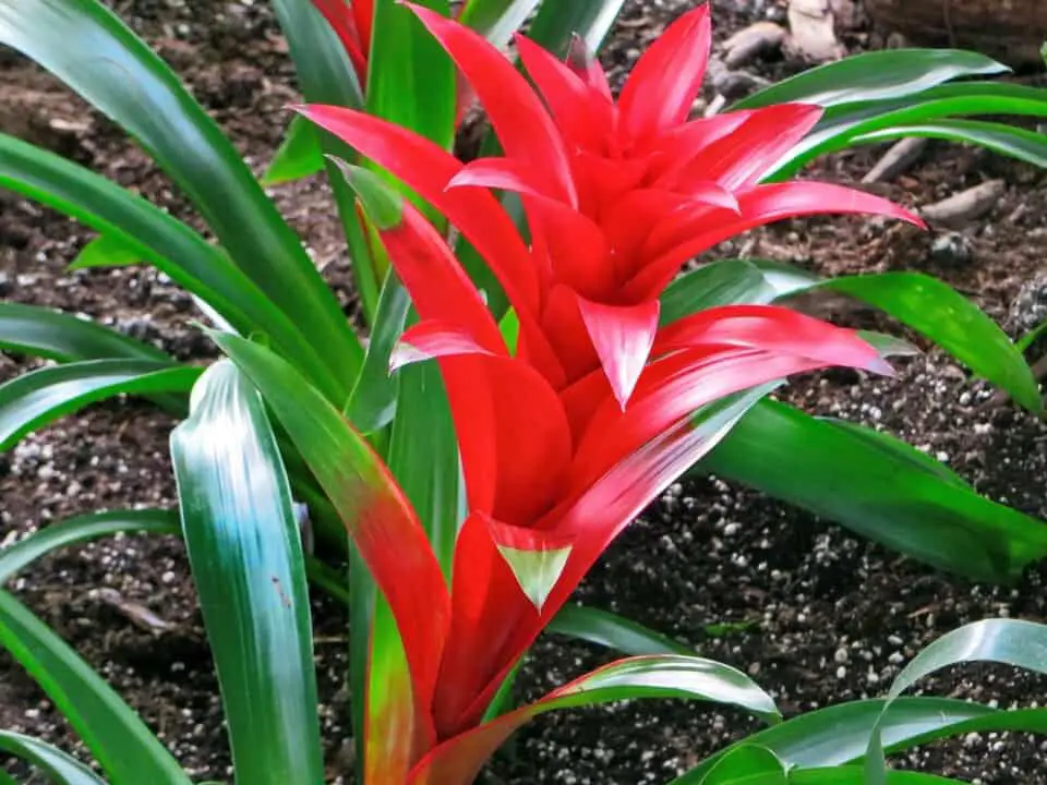 A bromeliad on the article Why are my Bromeliad Leaves Turning Yellow