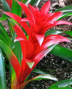 A bromeliad