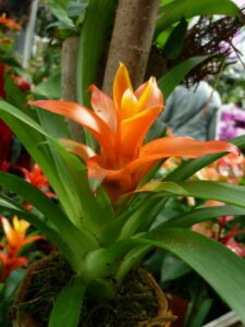 A bromeliad