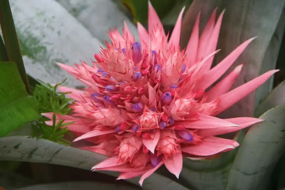 A bromeliad on the article What are the Benefits of a Bromeliad
