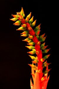 A bromeliad