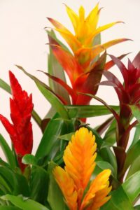 multiple bromeliads