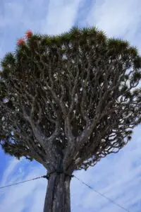 A dragon tree