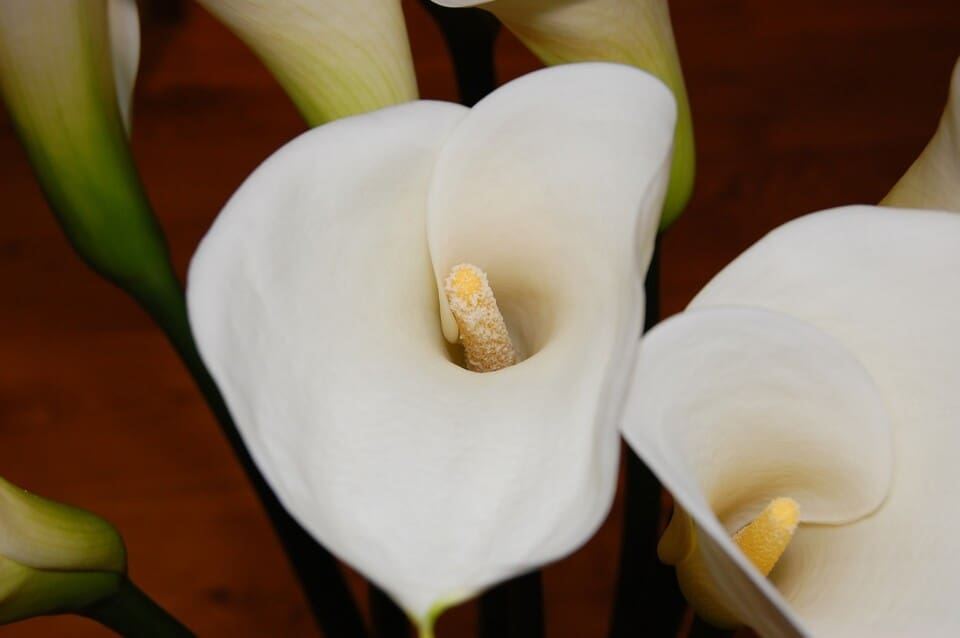 A peace lily on the article Peace Lily Light Requirements