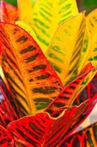 A yellow and red colored leaf