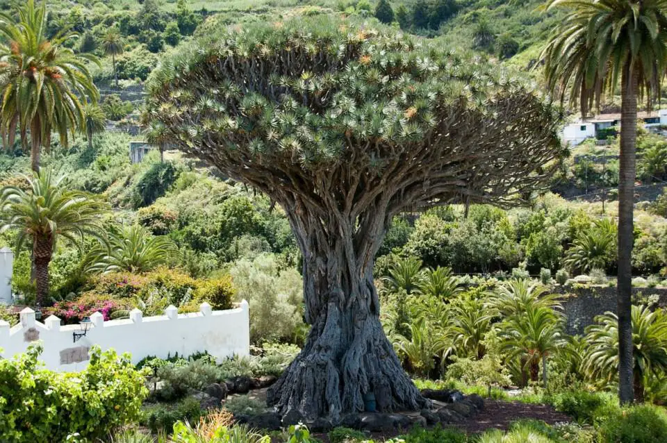 A dracaena on the article How Big Can Dracaena Get