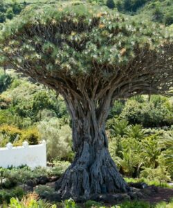 A dragon tree