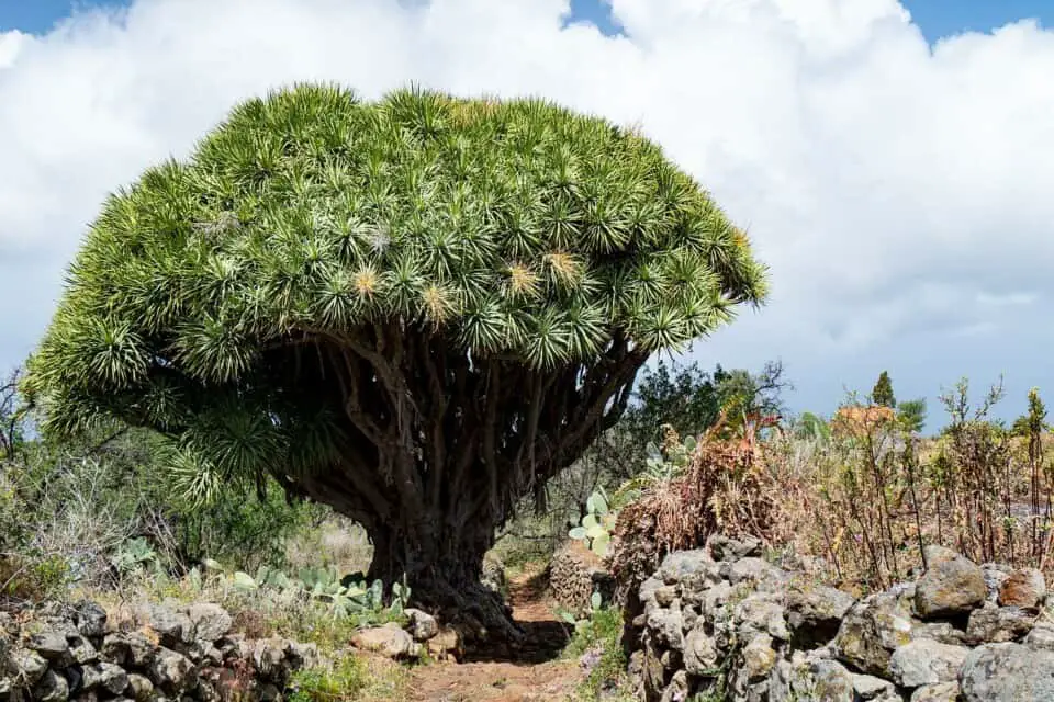 A dragon tree on the article How to Care for a Dracaena Outdoors